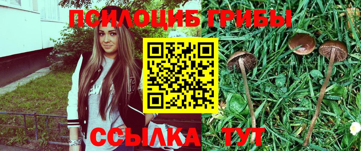 Псилоцибиновые грибы Cubensis Советская Гавань